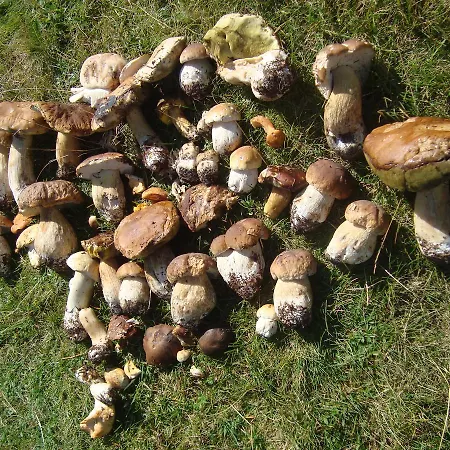 Kryvorizka Palanka Guest house Mykulychyn