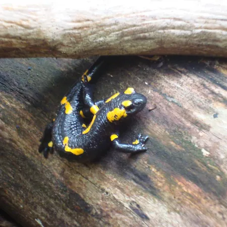 Penzion Kryvorizka Palanka *